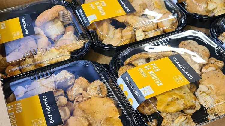 PÉPITE LANDAISE – Champiland, reine des pleurotes et des shiitakes